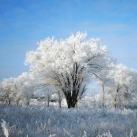 Снежное дерево :: Yuliana Nebel