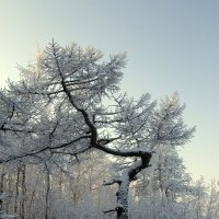 лиственница в снегу :: Алена Дегтярёва