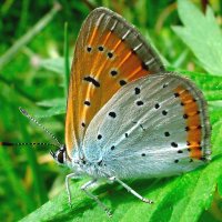 Бабочка Голубянка Червонец пятнистый (Lycaena phlaeas) :: Генрих Сидоренко