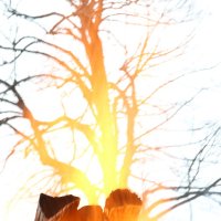 Огонь и дерево :: sas 