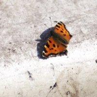 Первая бабочка этой весной! :: Евгений Морозов