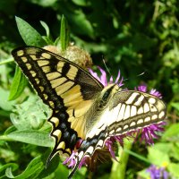 Бабочка Махаон  (Papilio machaon L.) :: Генрих Сидоренко