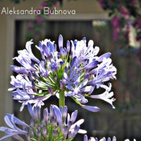 Flower :: Александра Бубнова