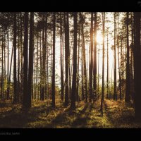 лес :: Стас Кашин
