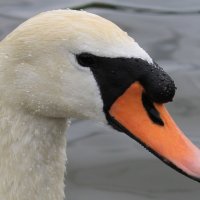 swan :: Konstantin Pervov