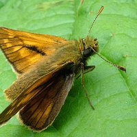 Бабочка Толстоголовка запятая (Hesperia comma L.), самец :: Генрих Сидоренко