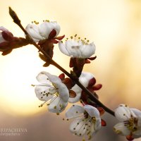 Весна идет! :: Анна Хрипачева