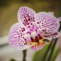 Орхидея :: Марина Захарова