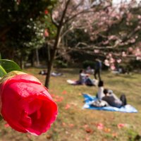 Cherry blossom viewing :: Nina Uvarova