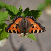 Бабочка :: Анастасия Салимова