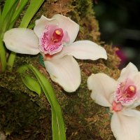 Симфония орхидей :: Виктория 