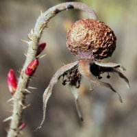 Весенний шиповник :: валерия 