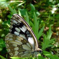 Бабочка Галатея (Melanagria galathea L.) :: Генрих Сидоренко