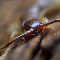 Костянка (Lithobius forficatus) :: Фома Антонов