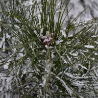 Выпал первый снег :: Полина Гудина