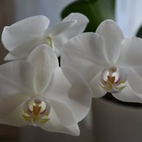 Орхидея :: Полина Гудина