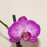 Орхидея :: Виталий Кабицкий