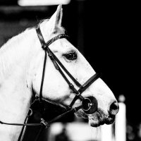 Нет ничего загадочнее тяги к лошадям. :: Alesya Safe