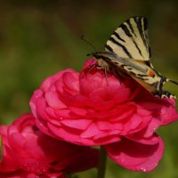 бабочка в саду :: Елена Мартынова