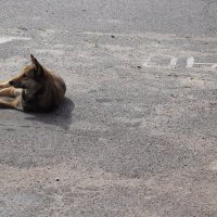 припарковался :: Roman 