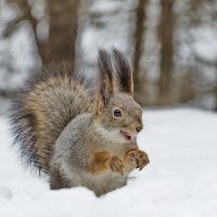 Бельченок :: Анатолий 