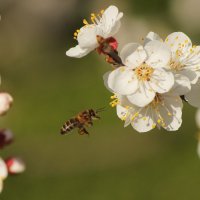 . . . весна, заботы. :: Ростислав Бутми