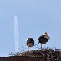 Параллели :: Анатолий Тимофеев