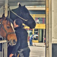 Полицейские лошади Нью-Йорка. :: Gene Brumer