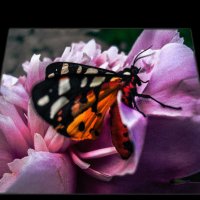 "Выход бабочки из стеклянного Мира" :: CнежанаОлеговна 