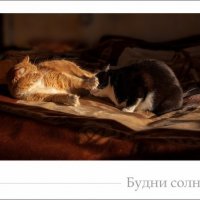 Будни солнечных кошек :: vik zhavoronka