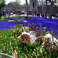 Фестиваль цветов в Оттоманском парке начинается... Апрель, 2014 :: Леонид Нестерюк