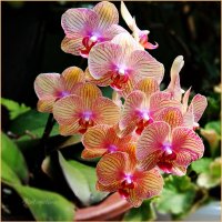 Орхидея :: ангелина гончарук