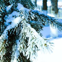 Зима :: Евгения Данилова