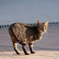Кошка :: Oleg Pustovalov