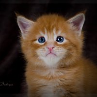 Котёнок породы Мейн Кун :: Anna Dyatchina