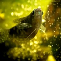 Золотая рыбка :: Арина Зотова