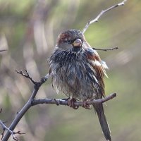 Растрепка :: Наталья Лакомова