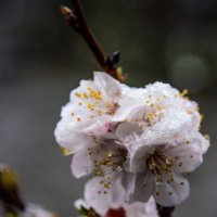снег и цветущий абрикос :: Виталий Шарипов