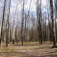 Весна в лесу! :: Елена Михеева