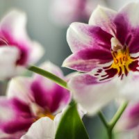 Орхидея :: Екатерина Рачинская