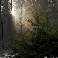 Утро в лесу :: Владимир Шутов
