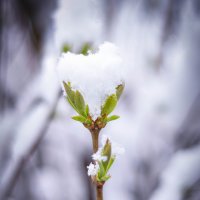Апрельский снег. :: Марина Меновщикова