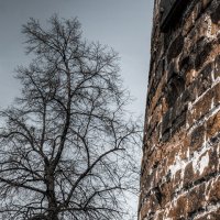 Башня и дерево :: Георгий Пичугин