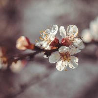 Весеннее цветение. :: Анна Ракович