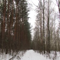 "Зимний лес" :: Ольга Кулаженкова