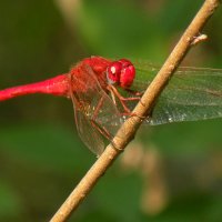 Red dragonfly :: Эдуард Цветков