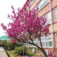 Baktaegi tree flowers :: ангелина гончарук