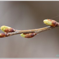 Весна идёт ! :: Евгений Софронов