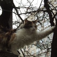 Кошка, хозяйка дерева. :: ne.tochka 