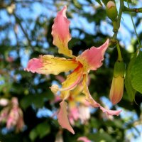 Chorisia speciosa :: Ивета Бривце